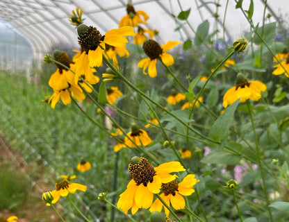 Clasping Coneflower