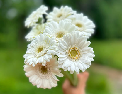 Mini & Standard Gerbera Mix