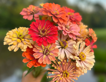 Aurora Zinnias