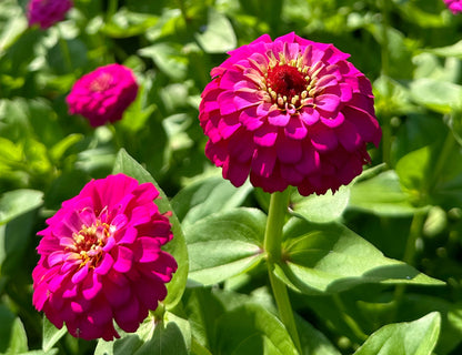 Oklahoma Carmine Zinnias