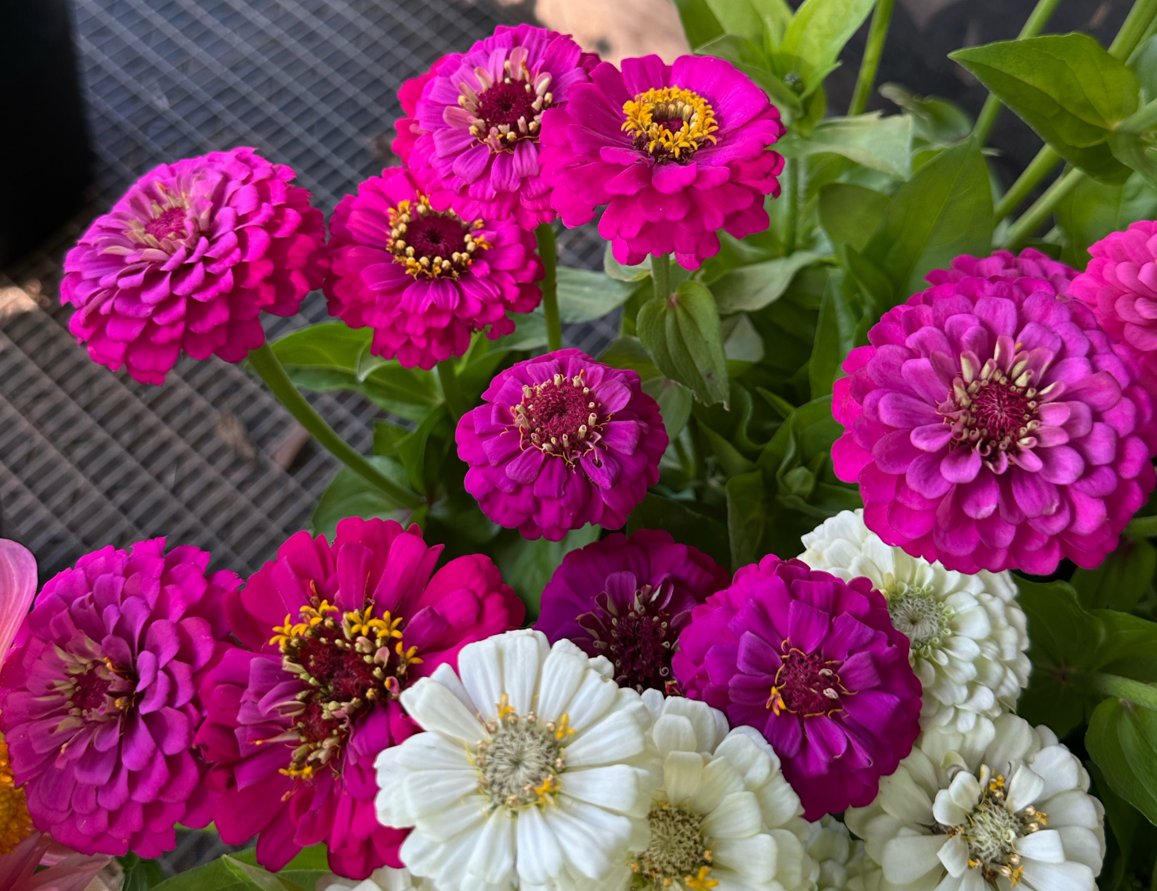 Oklahoma Carmine Zinnias