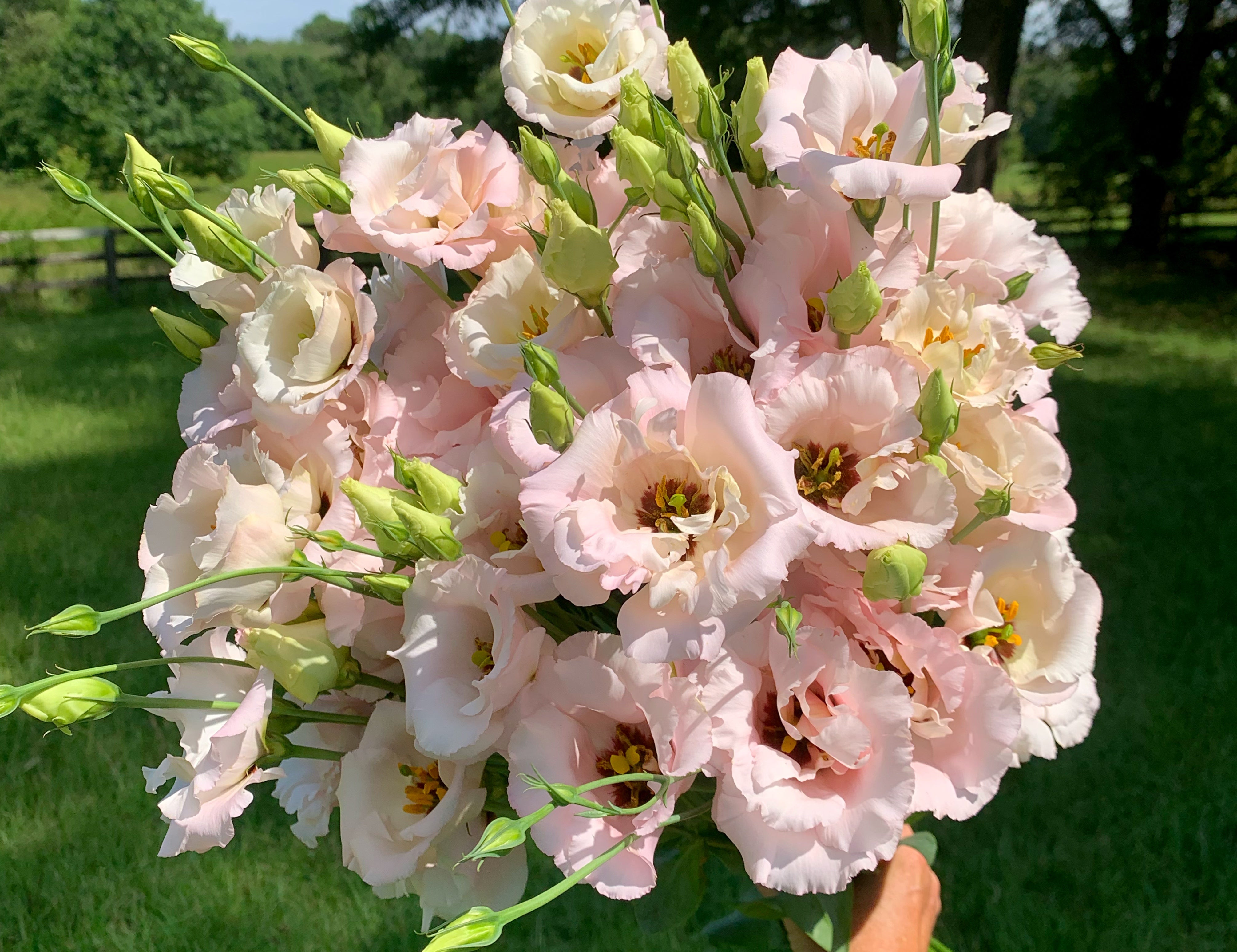 Corelli Light Pink Lisianthus