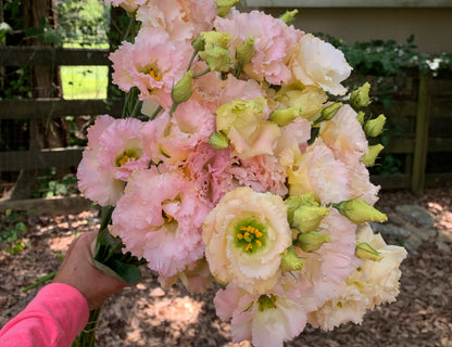 Apricot Voyage Lisianthus