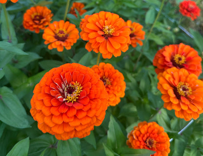 Benary’s Giant Orange Zinnias