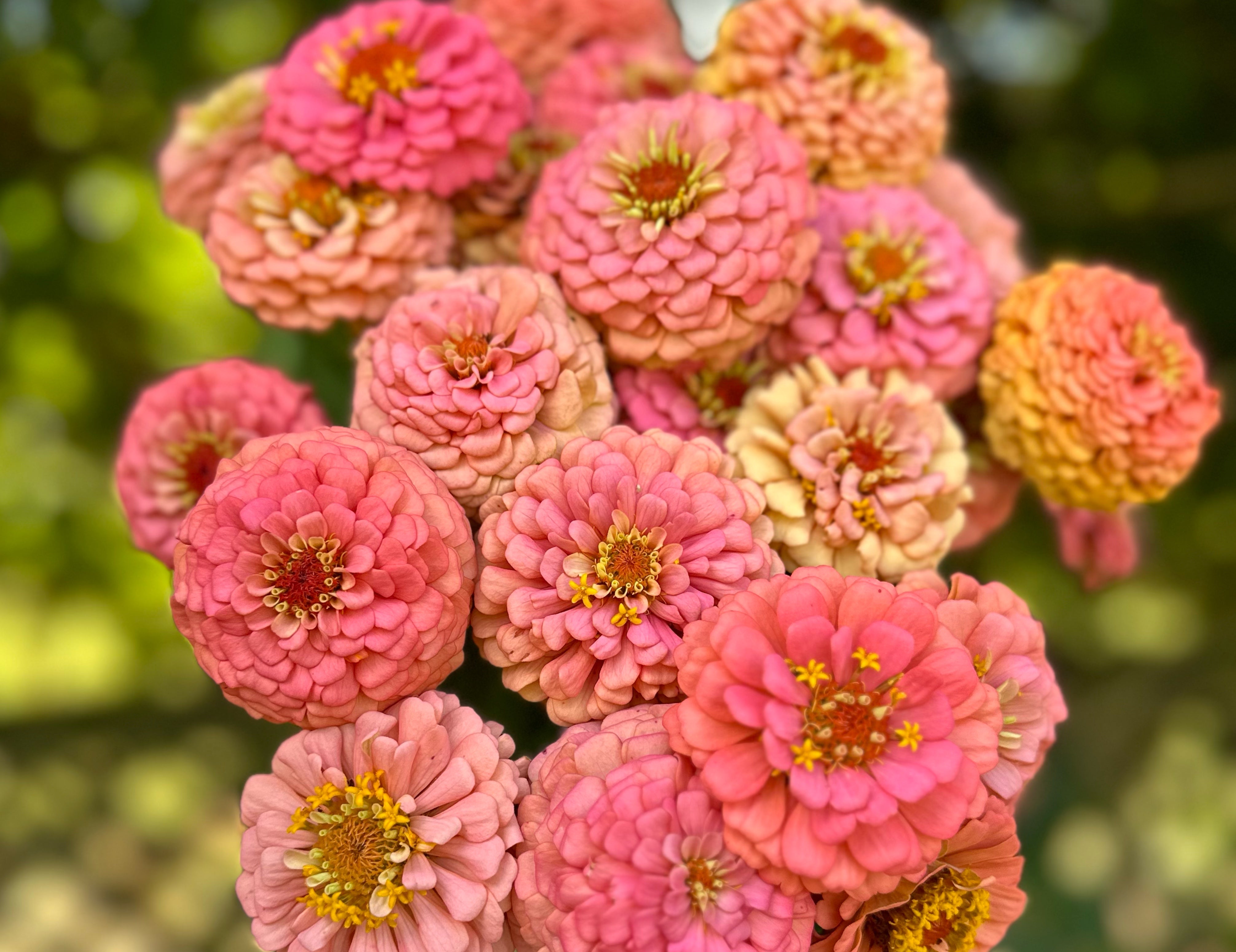Oklahoma Salmon Zinnias