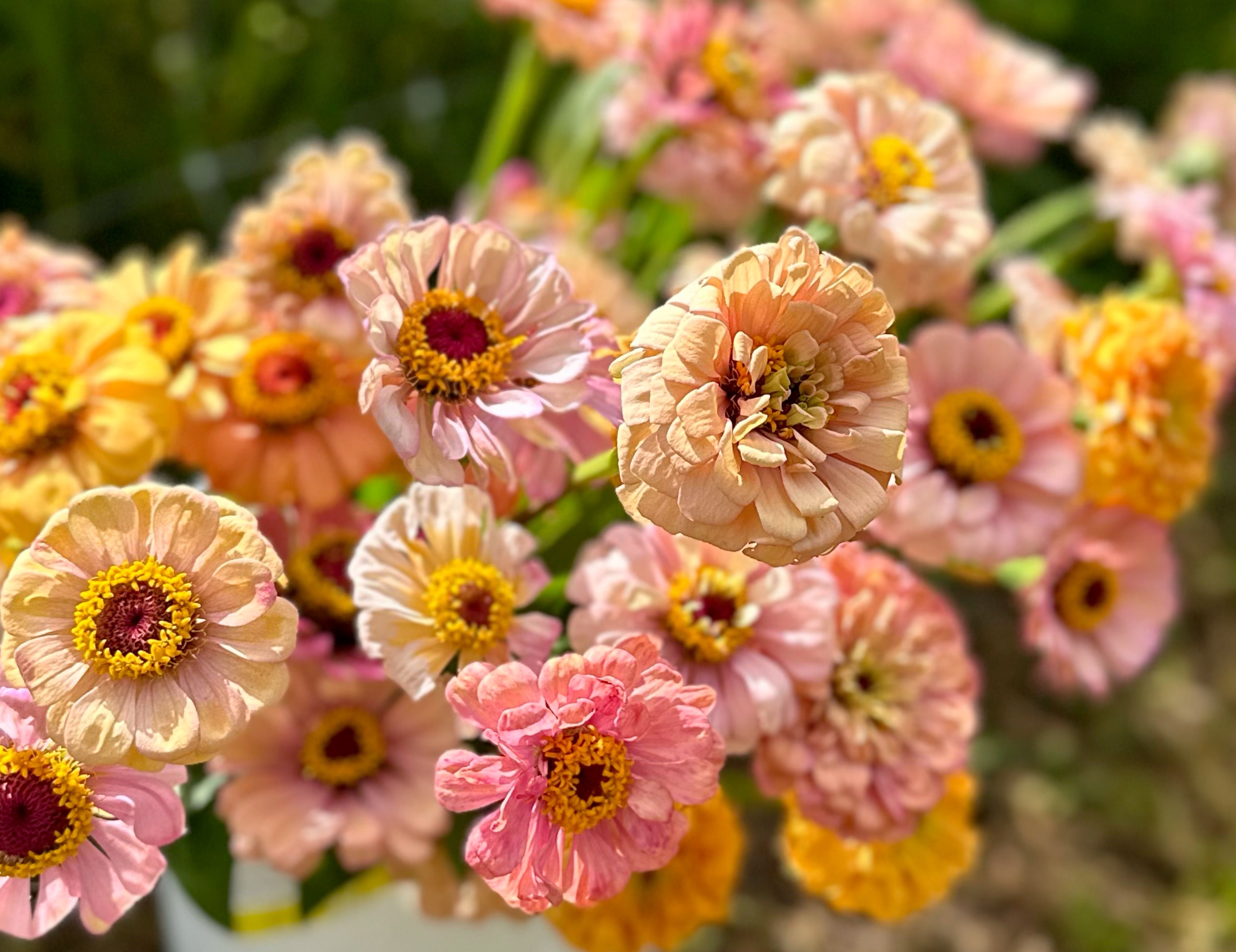 Floret Specialty Zinnia Mix