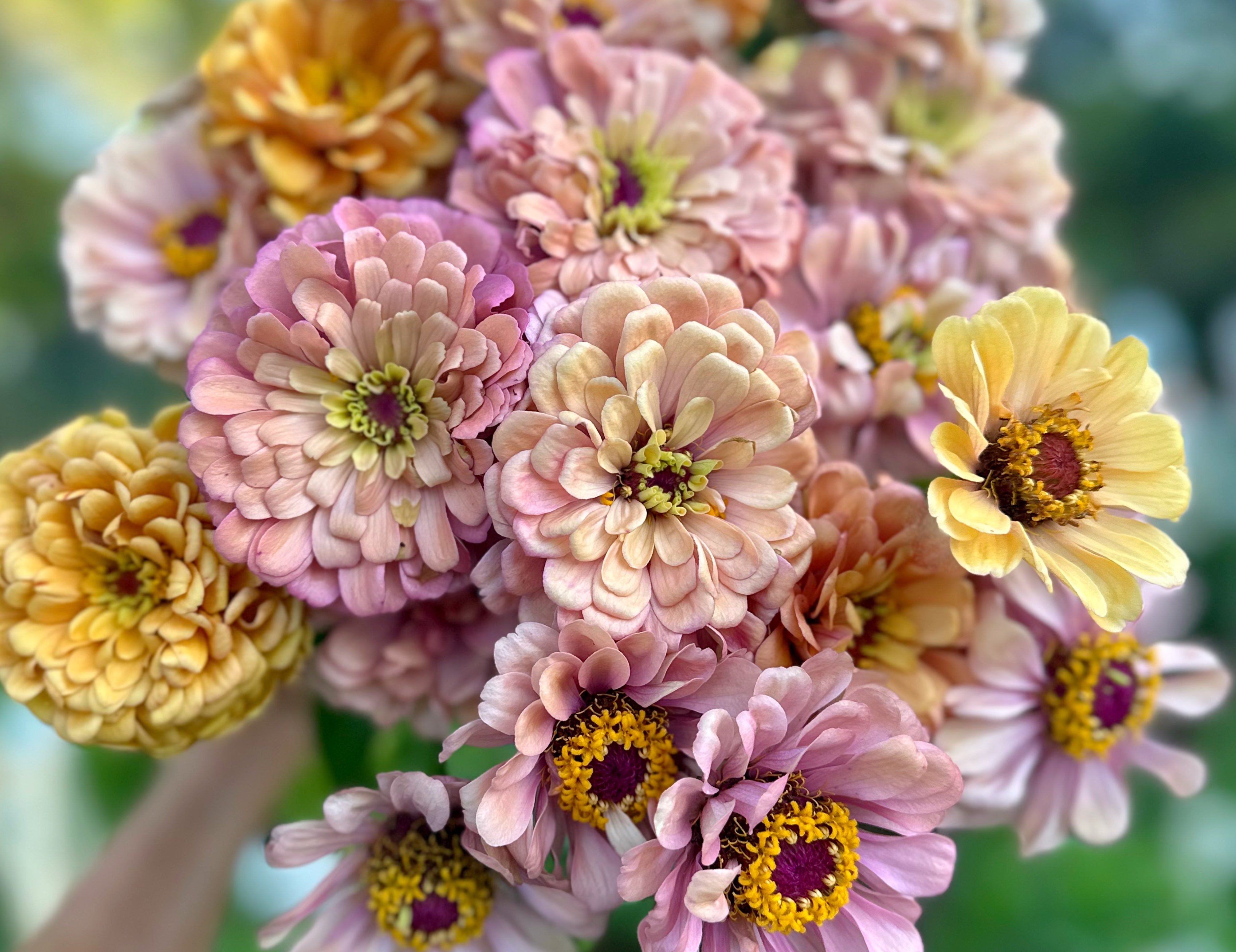 Floret Specialty Zinnia Mix