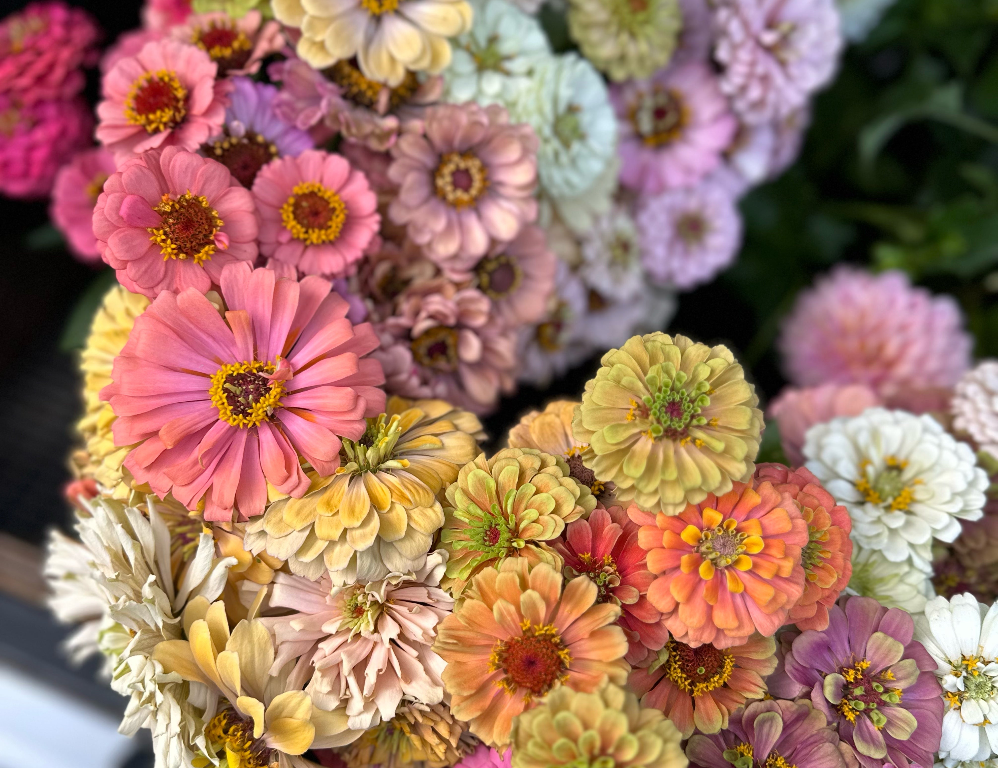 Mixed Zinnias
