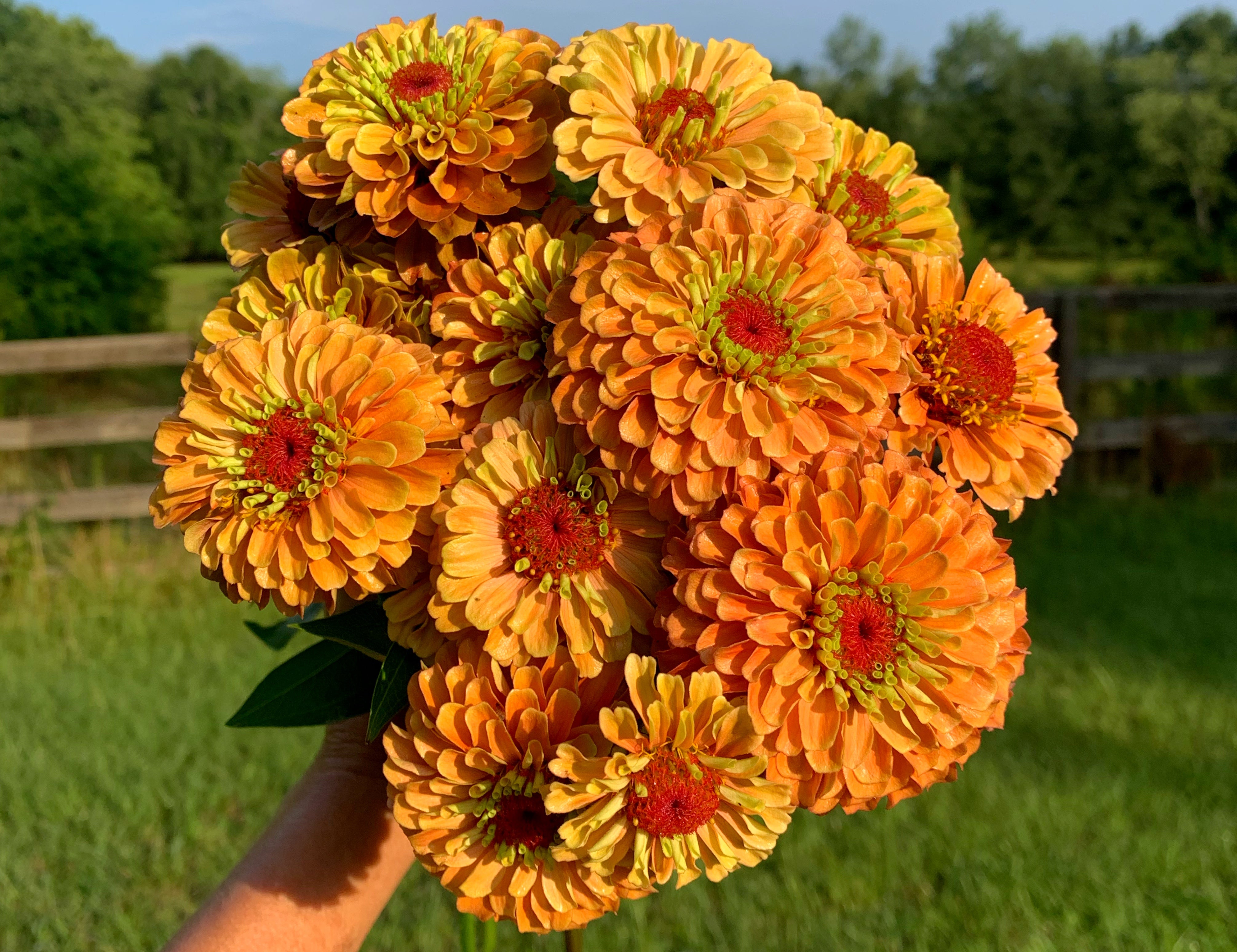Queeny Lime Orange Zinnias