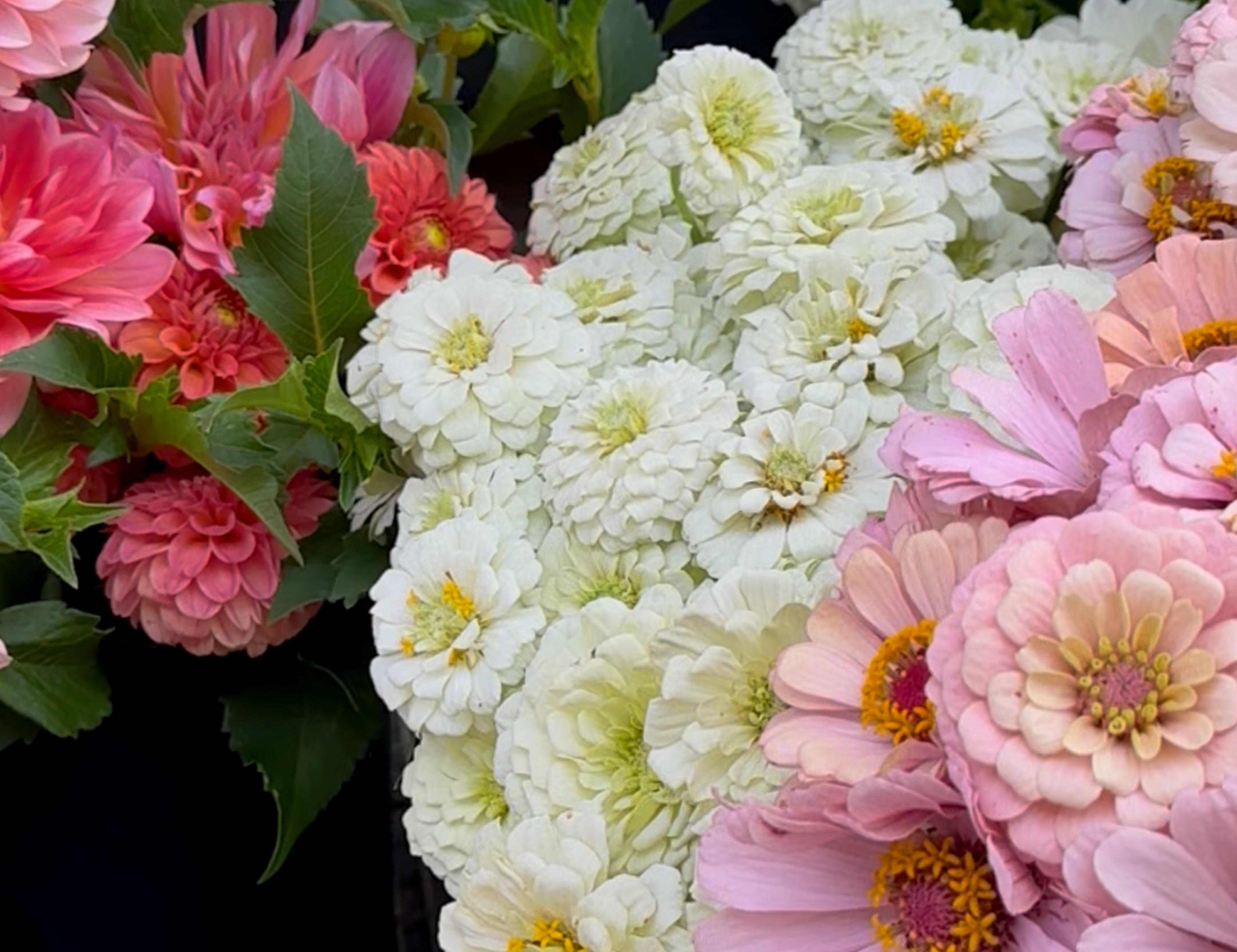 Oklahoma White Zinnias