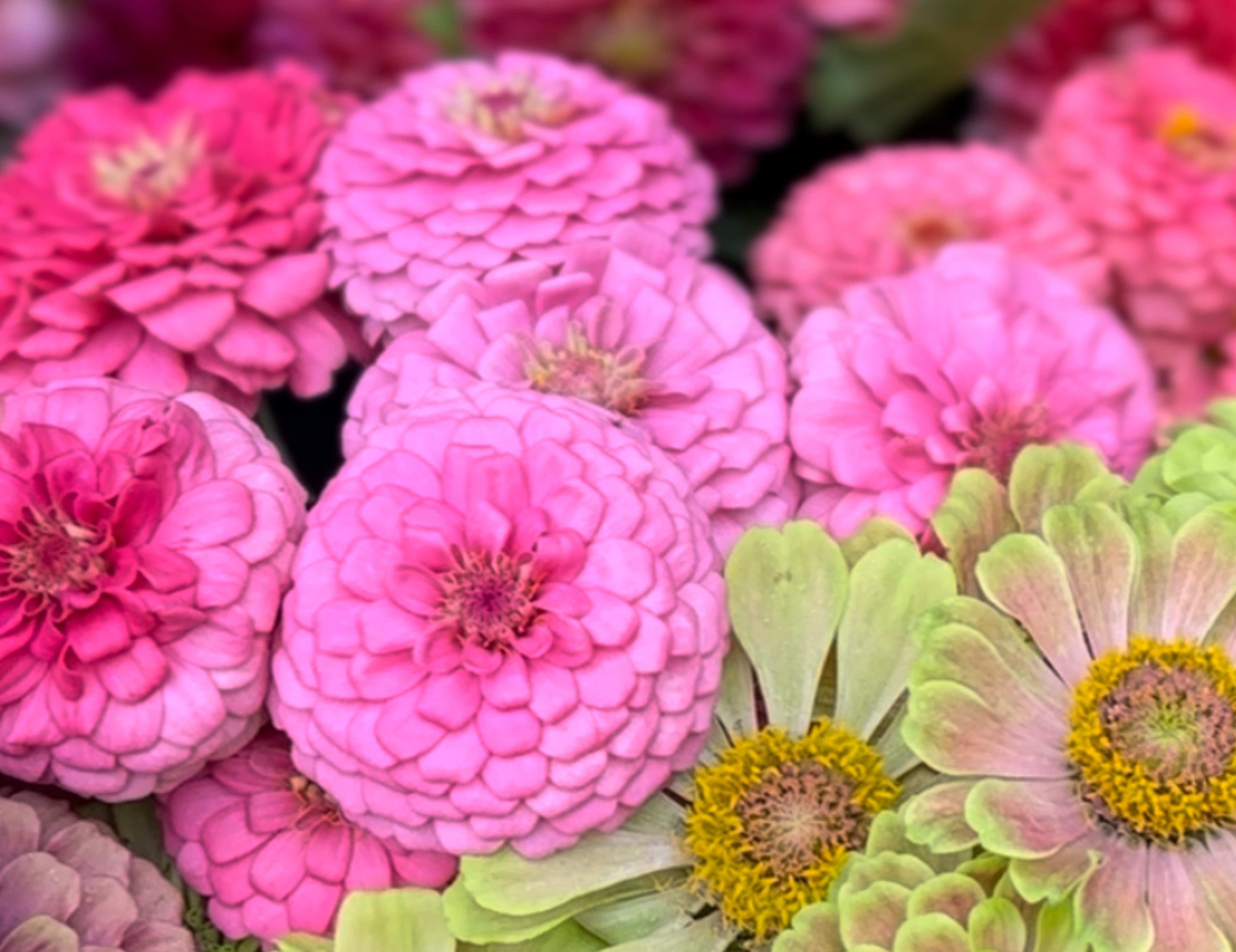 Oklahoma Pink Zinnias