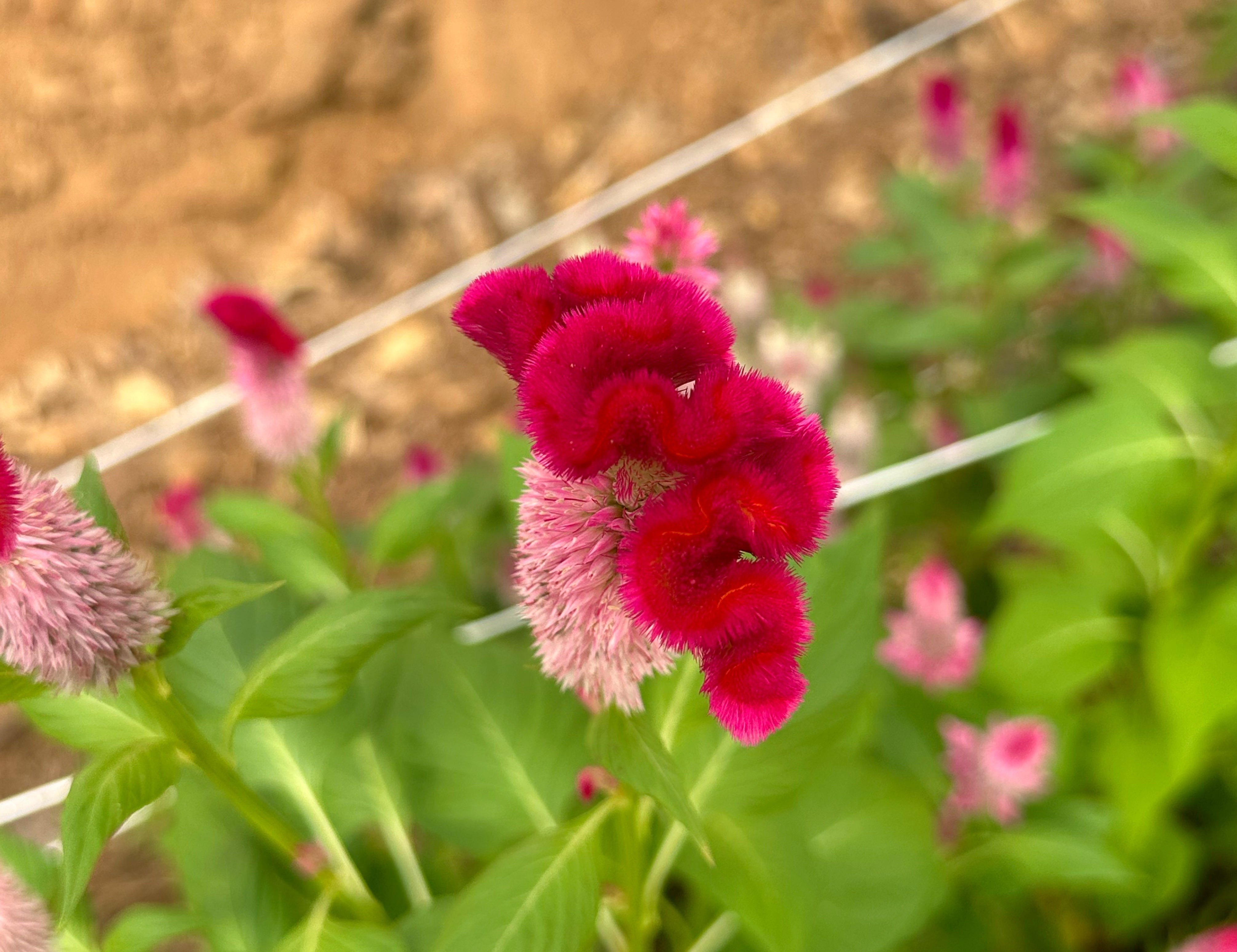 Cramer's Rose Cockscomb Celosia