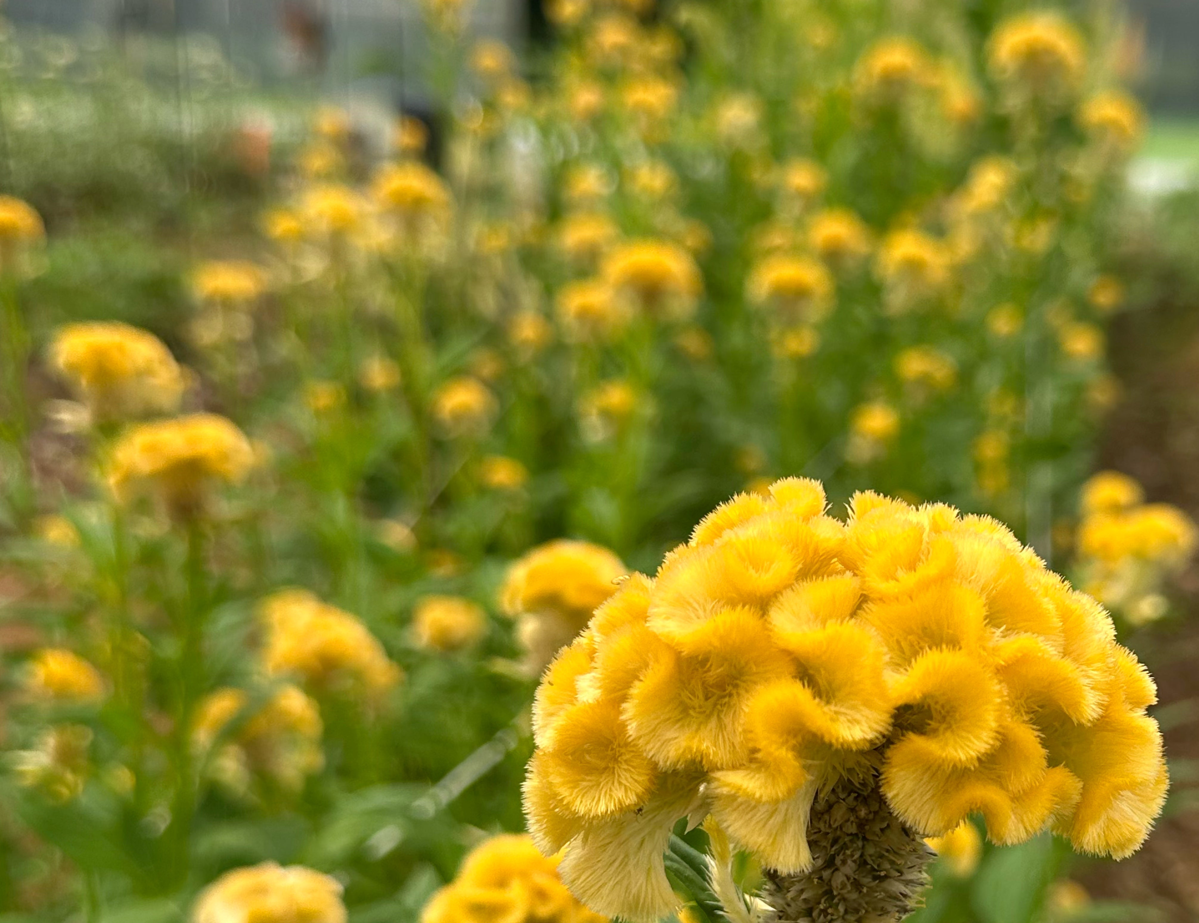 Chief Gold Cockscomb Celosia