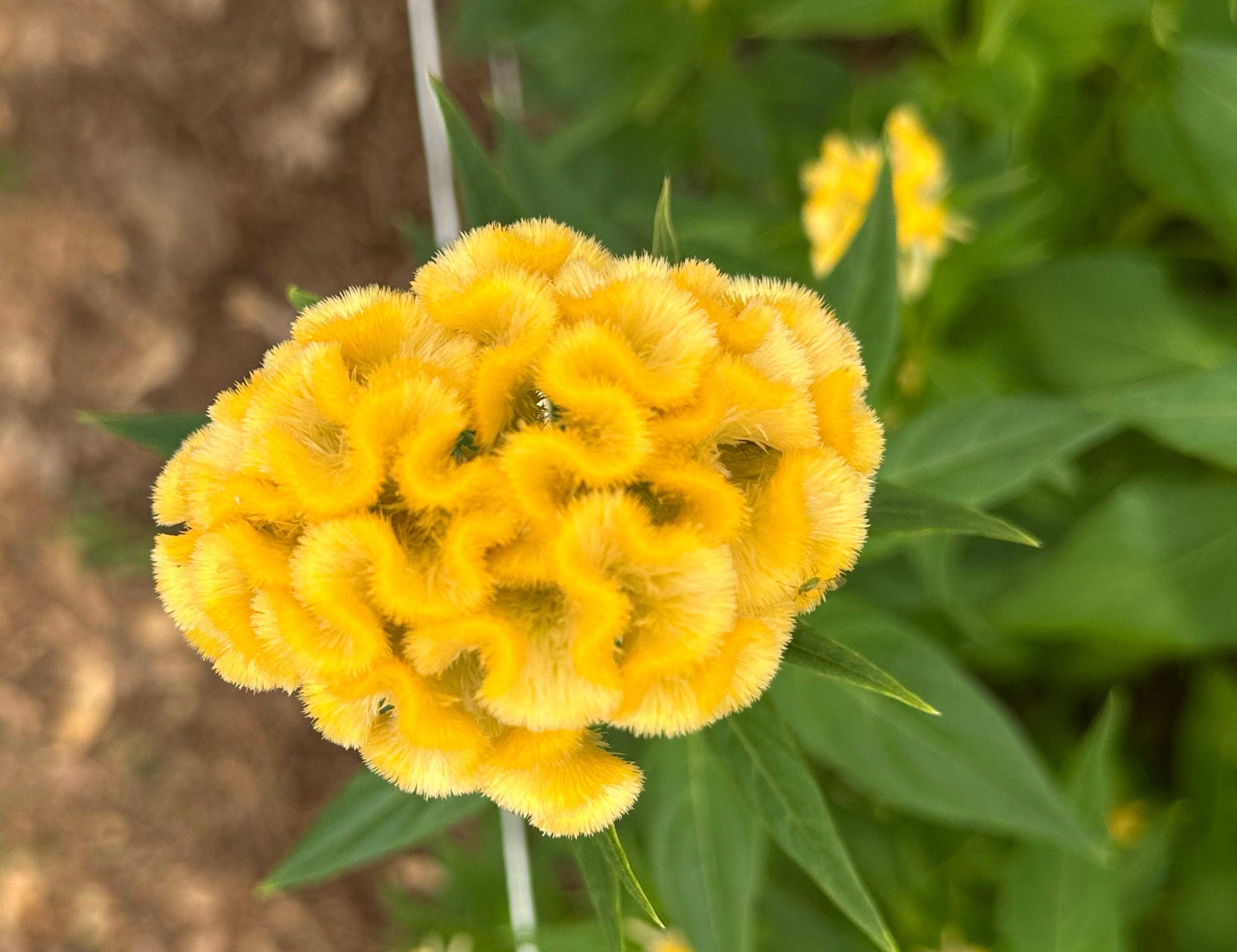 Chief Gold Cockscomb Celosia
