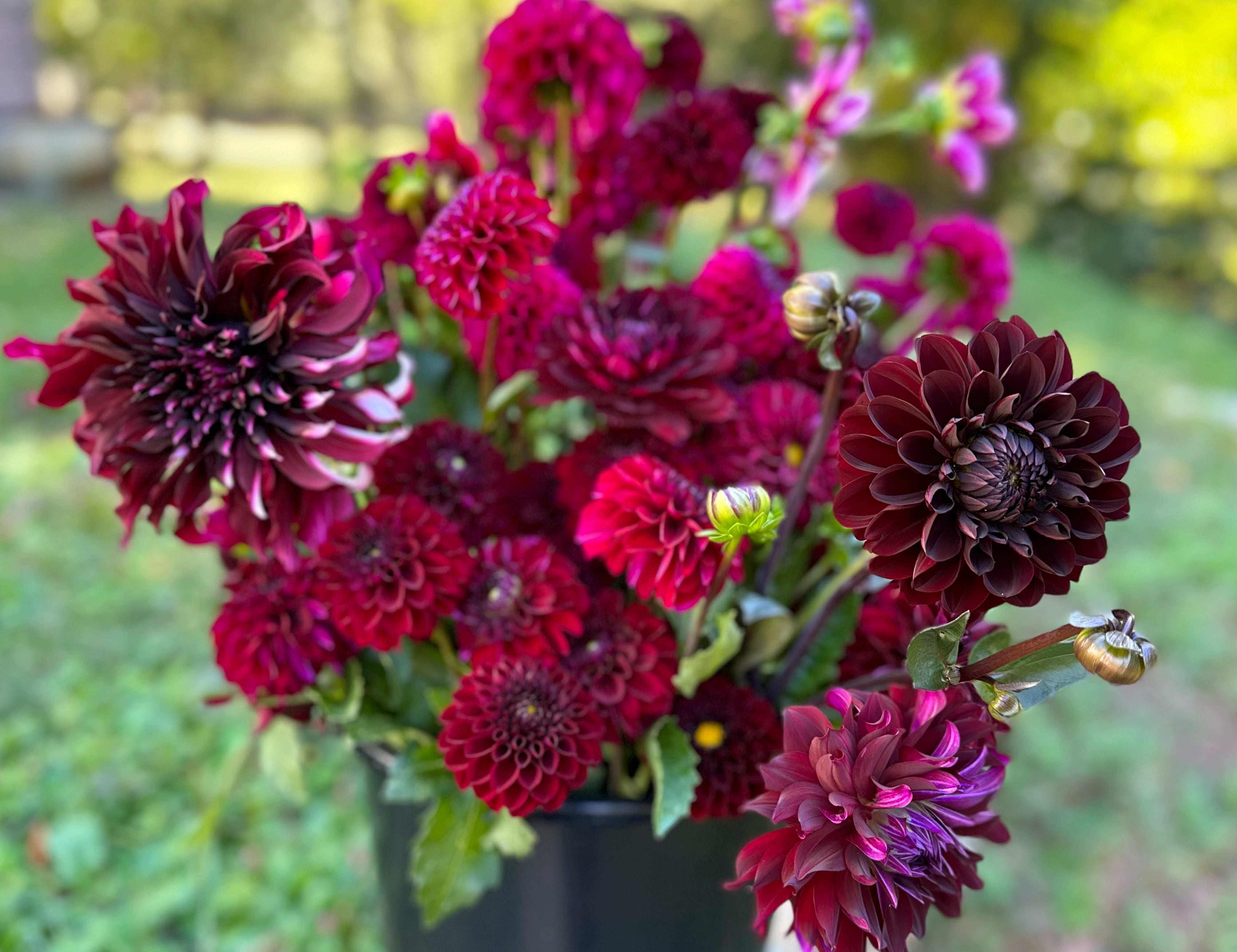 Burgundy Dahlias