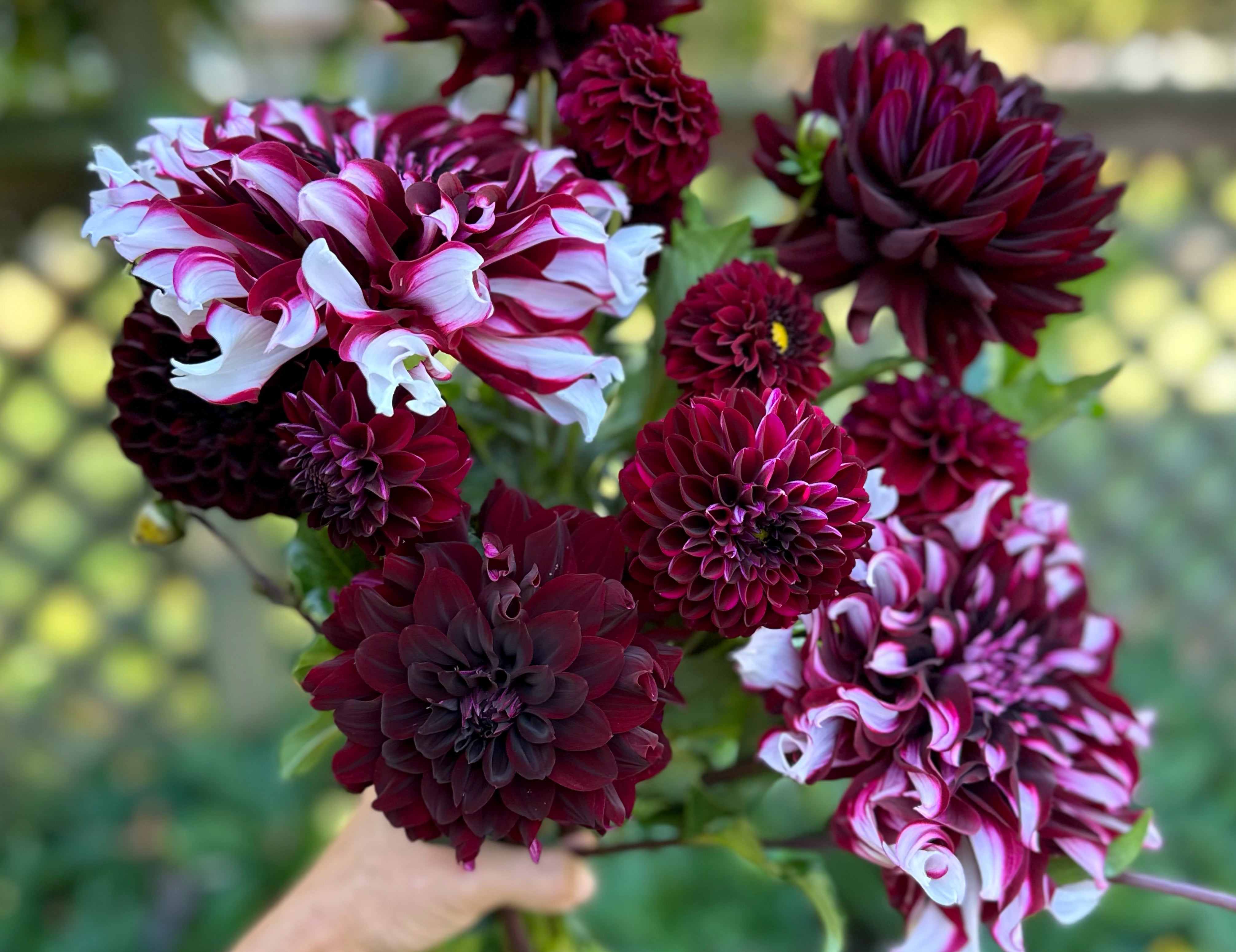 Burgundy Dahlias