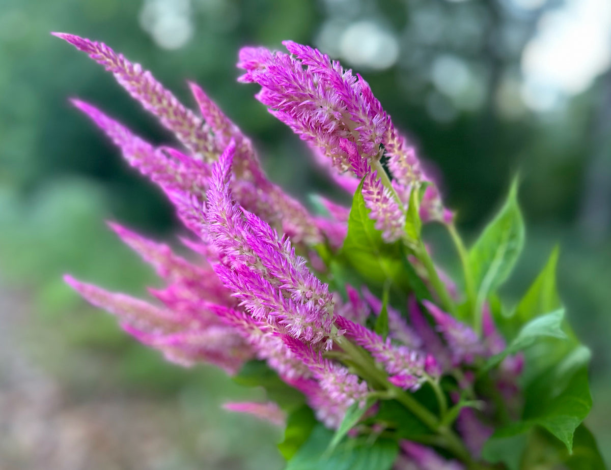Sunday Series Bright Pink Celosia