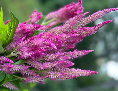 Sunday Series Bright Pink Celosia