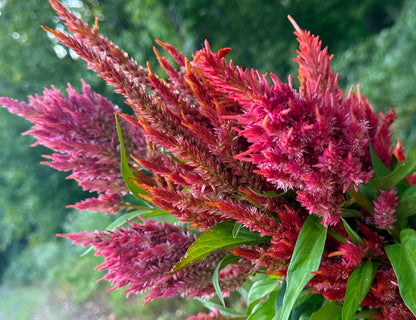 Floret’s Glowing Embers Celosia