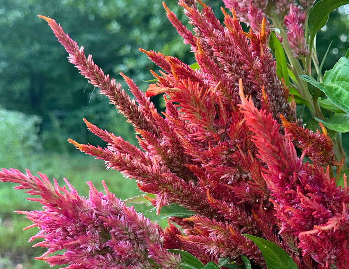 Floret’s Glowing Embers Celosia