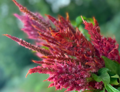 Floret’s Glowing Embers Celosia