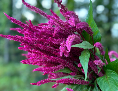 Floret’s Raspberry Lemonade Celosia