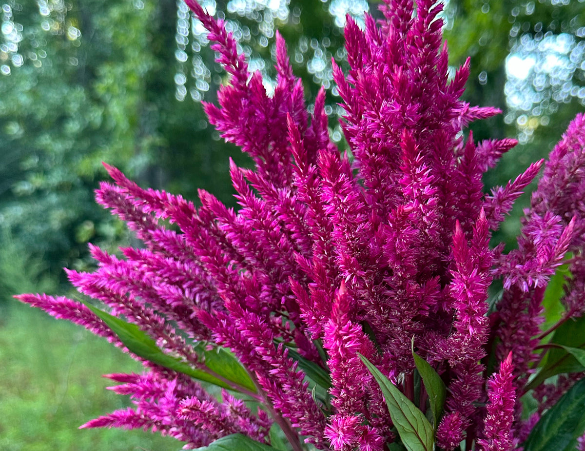 Floret’s Raspberry Lemonade Celosia