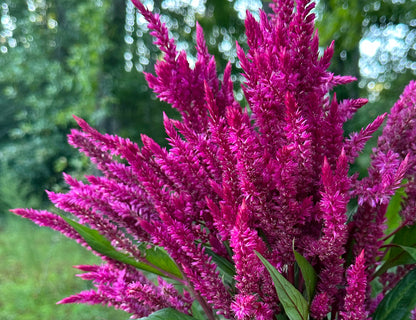 Floret’s Raspberry Lemonade Celosia