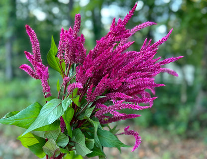 Floret’s Raspberry Lemonade Celosia