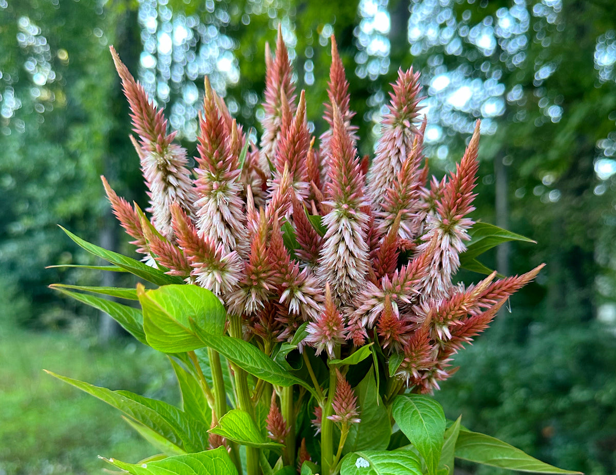 Celway Terracotta Celosia