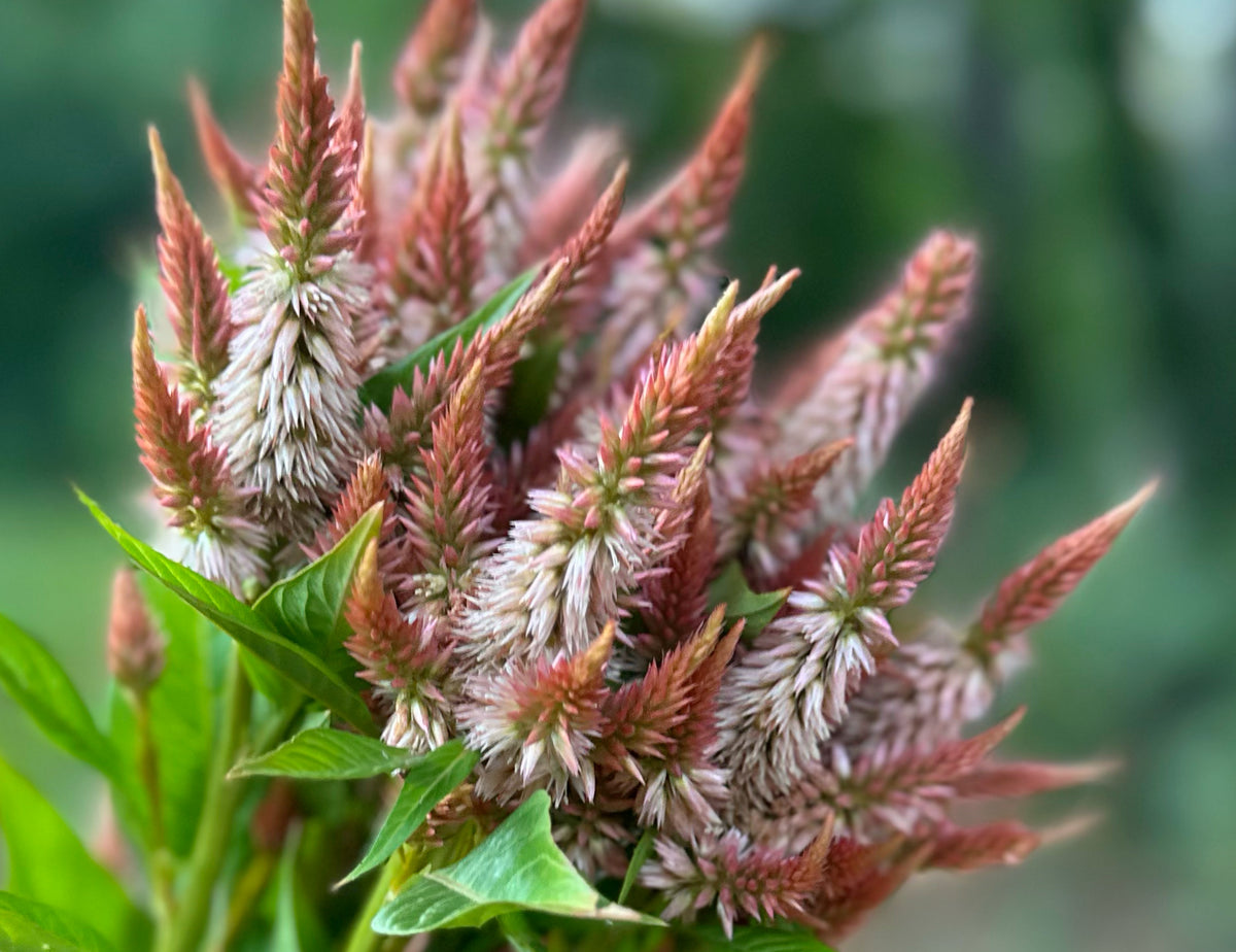 Celway Terracotta Celosia