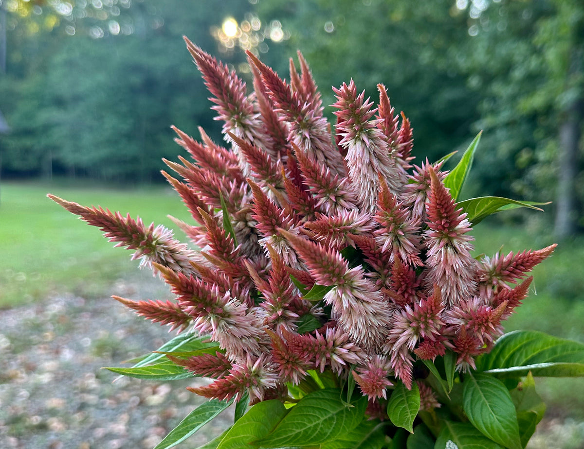 Celway Terracotta Celosia
