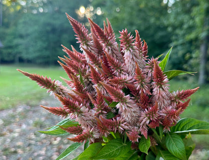 Celway Terracotta Celosia