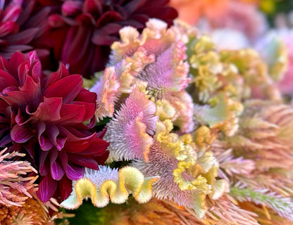 Crystal Beauty Crested Celosia