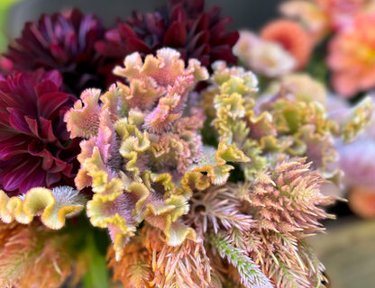 Crystal Beauty Crested Celosia