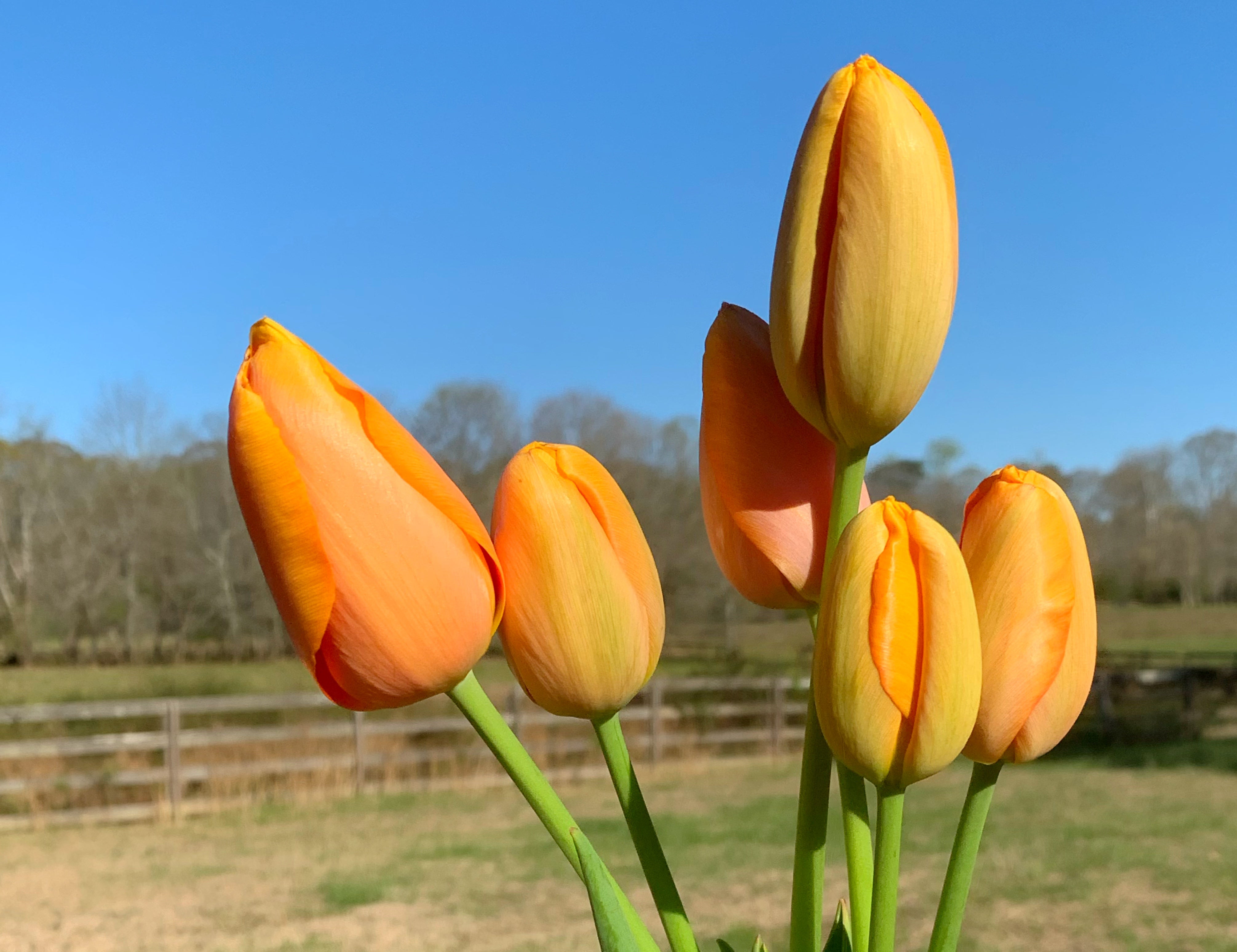 Dordogne Tulip