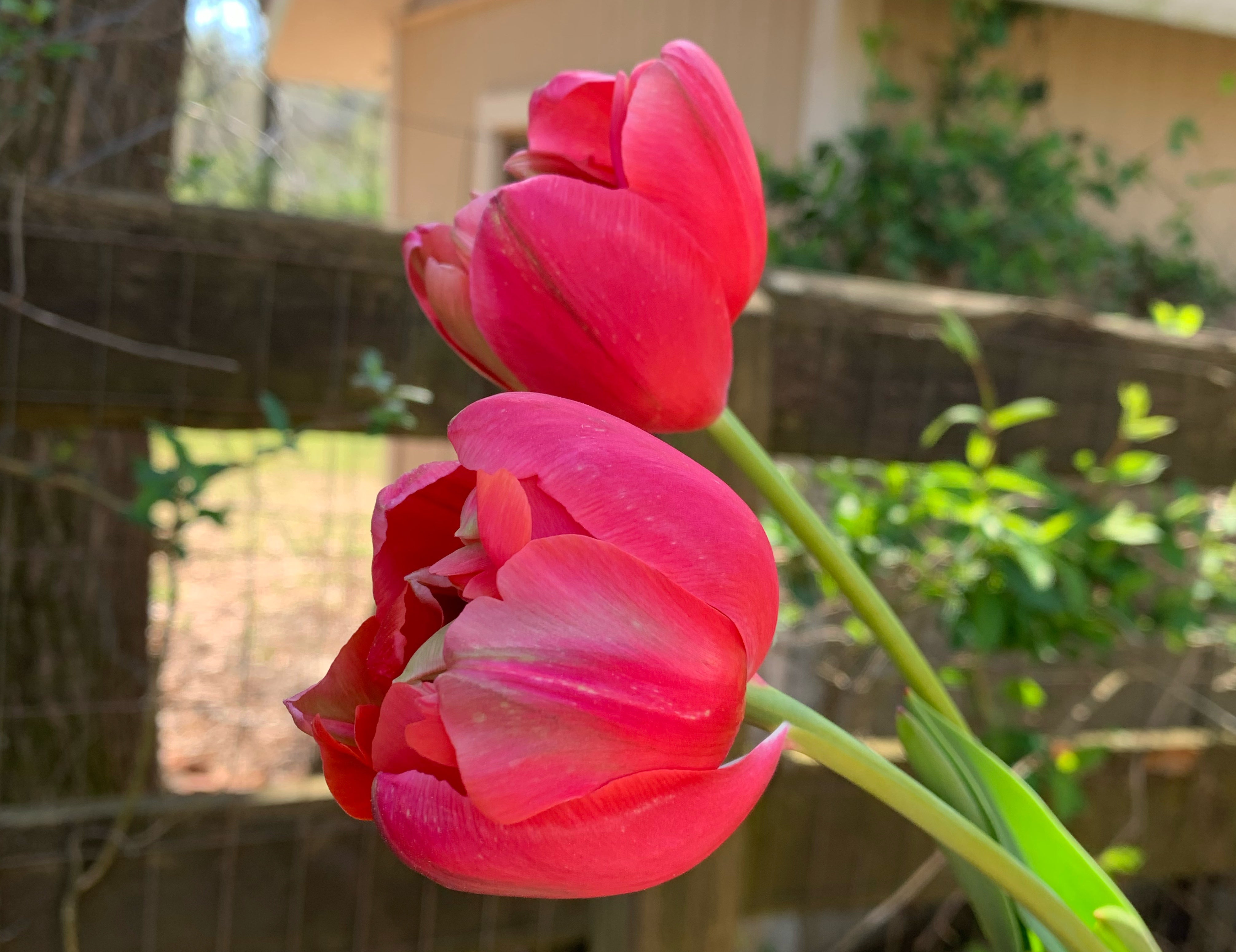 Renown Unique Tulip