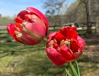 Renown Unique Tulip