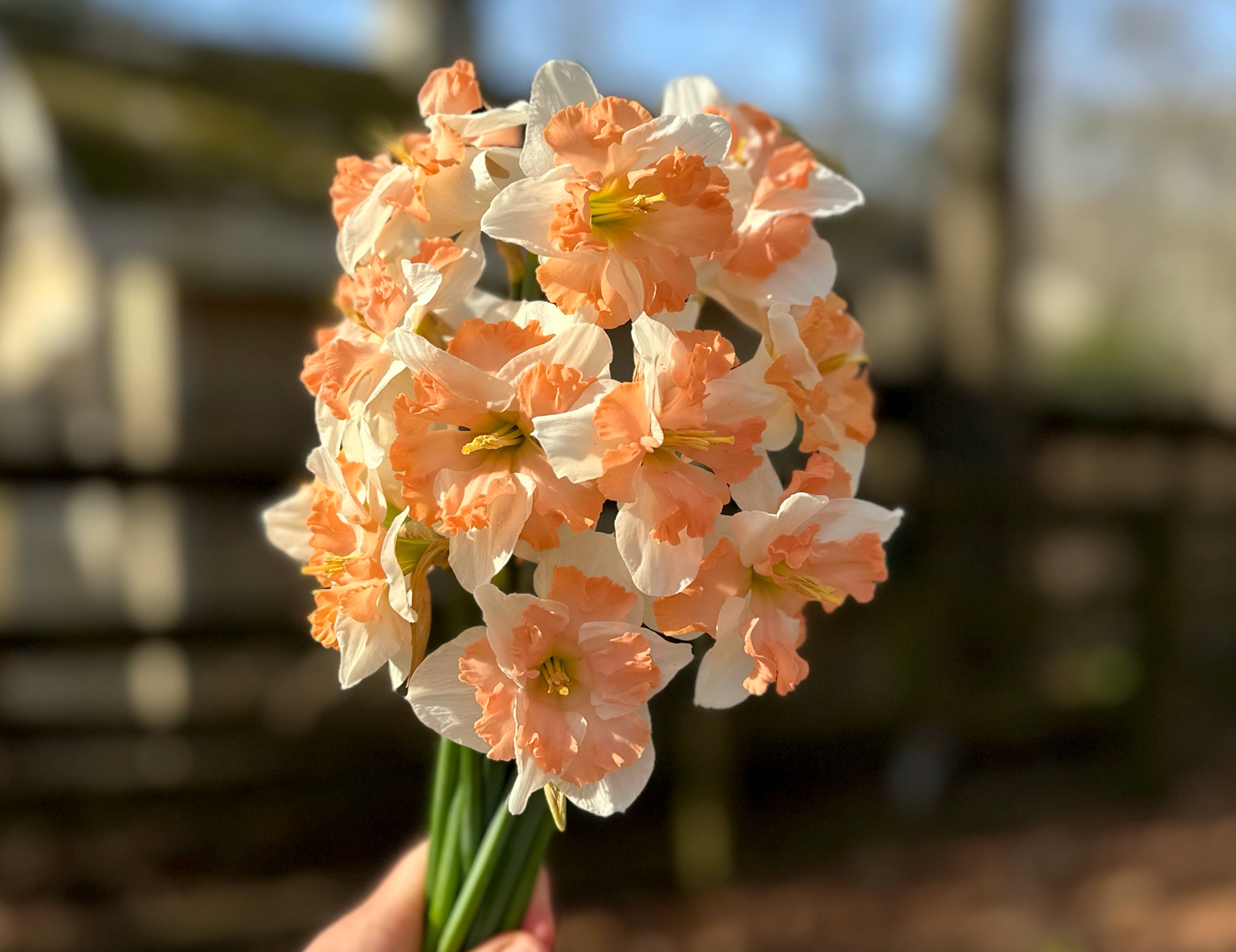 Sunny Girlfriend Narcissus