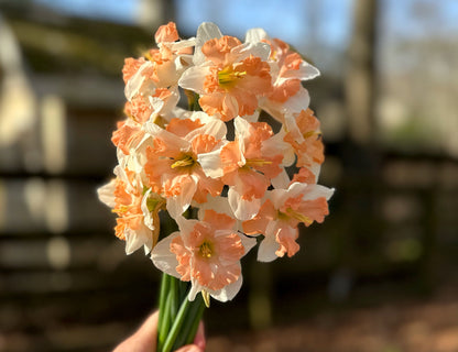 Sunny Girlfriend Narcissus