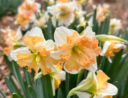 Sunny Girlfriend Narcissus