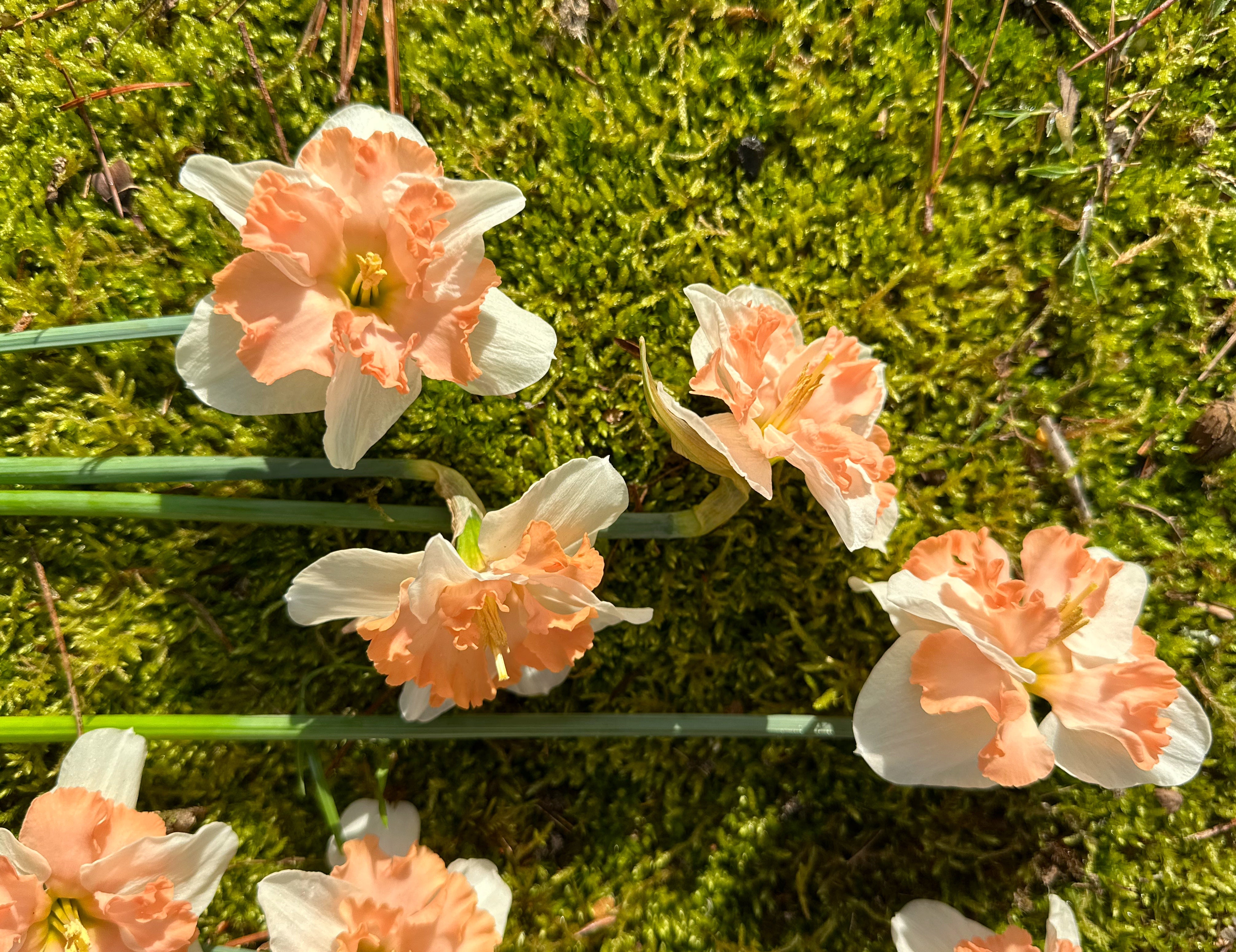 Sunny Girlfriend Narcissus